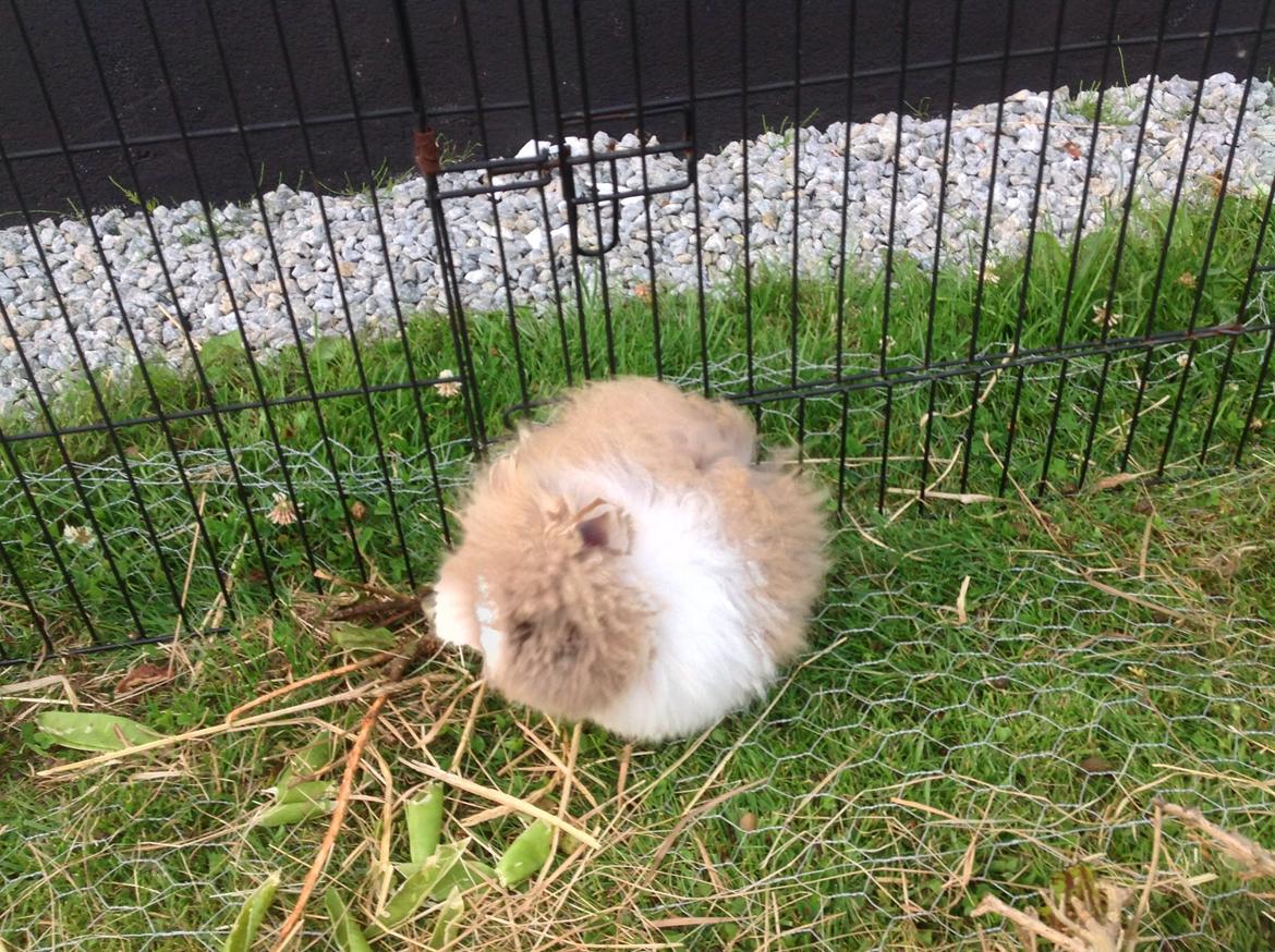 Kanin Stidsholts Aiko (Flora) (R.I.P.) billede 9