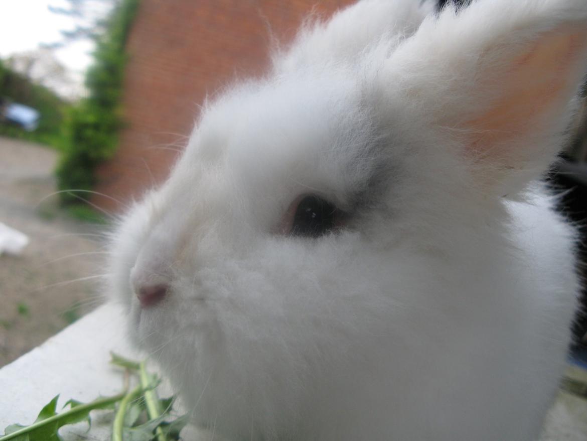 Kanin Hannibal billede 2