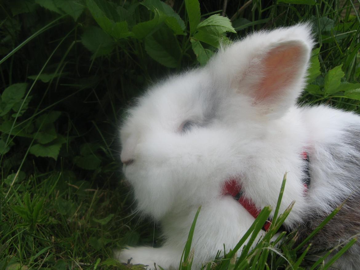 Kanin Hannibal billede 8