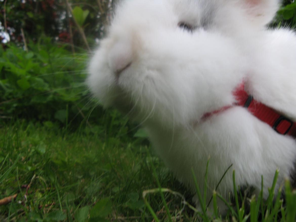 Kanin Hannibal billede 9