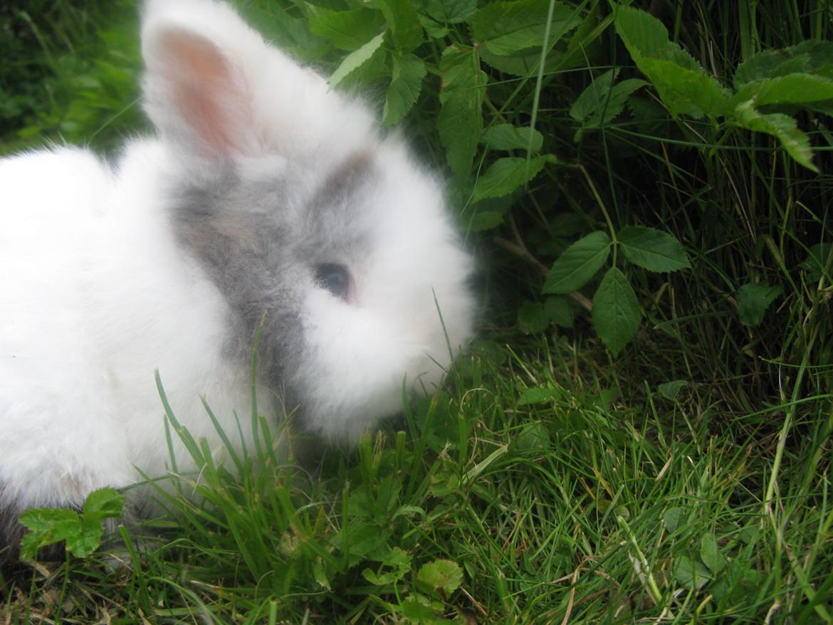 Kanin Hannibal billede 5