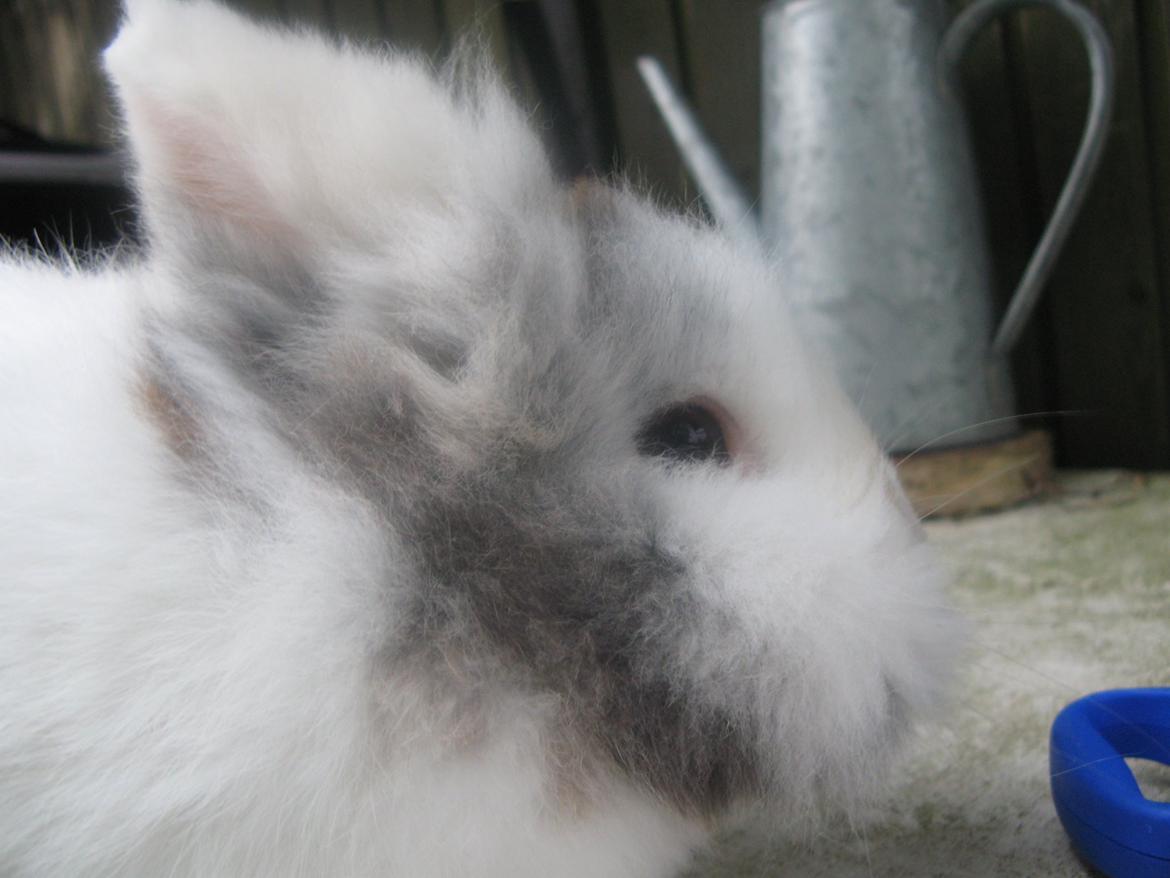 Kanin Hannibal billede 10