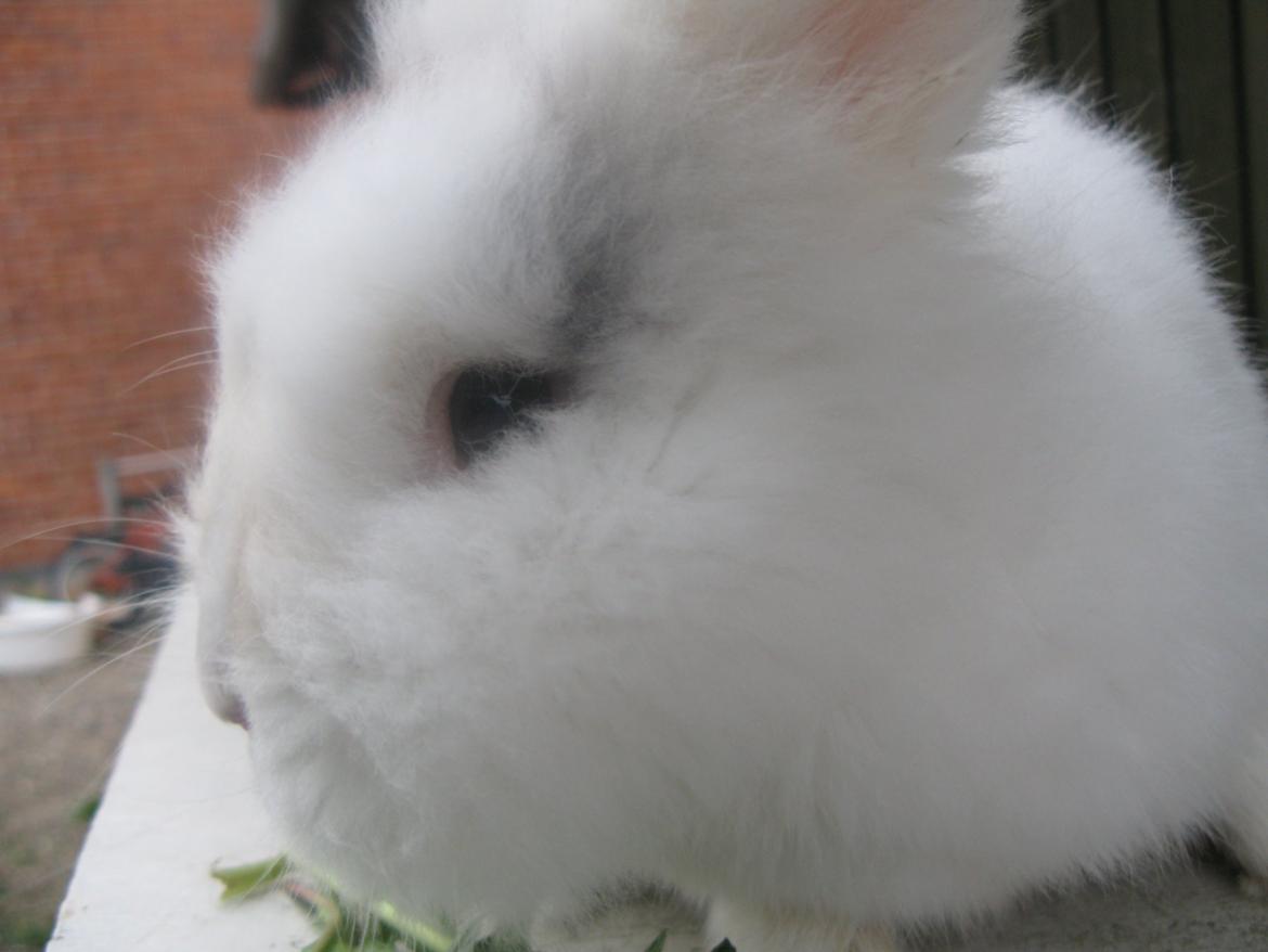 Kanin Hannibal billede 7