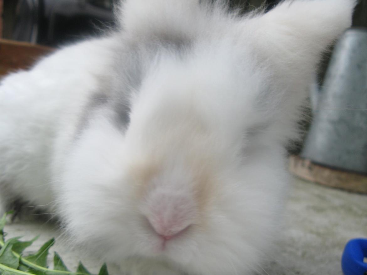 Kanin Hannibal billede 11