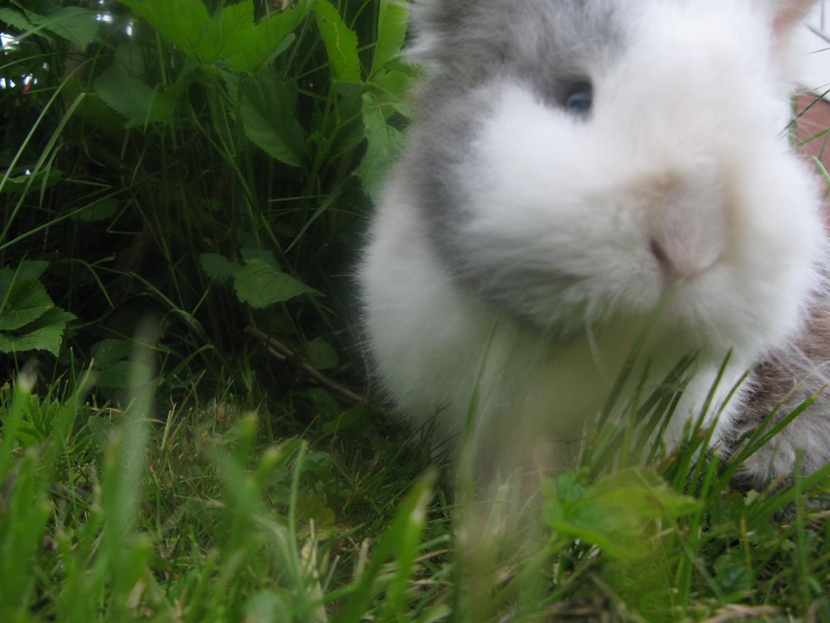 Kanin Hannibal billede 4