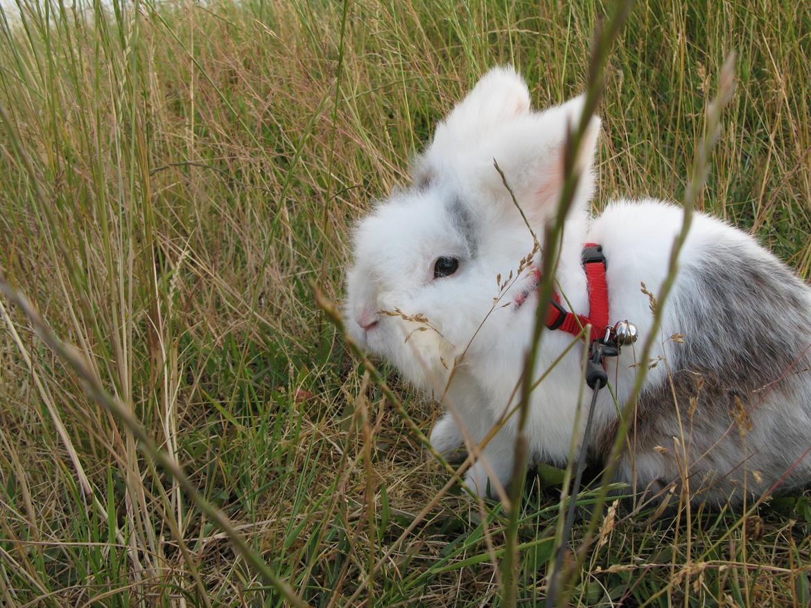 Kanin Hannibal billede 13