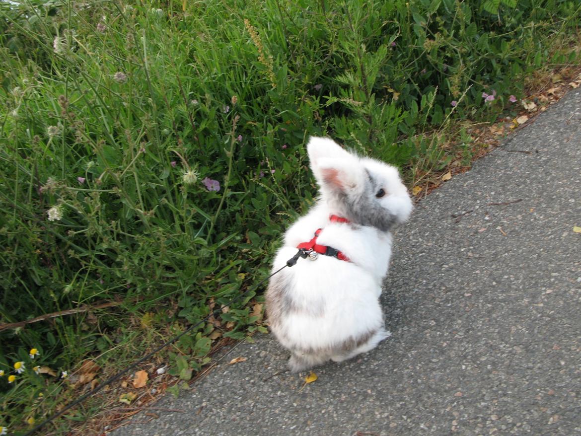 Kanin Hannibal - på en lille gå tur. billede 12