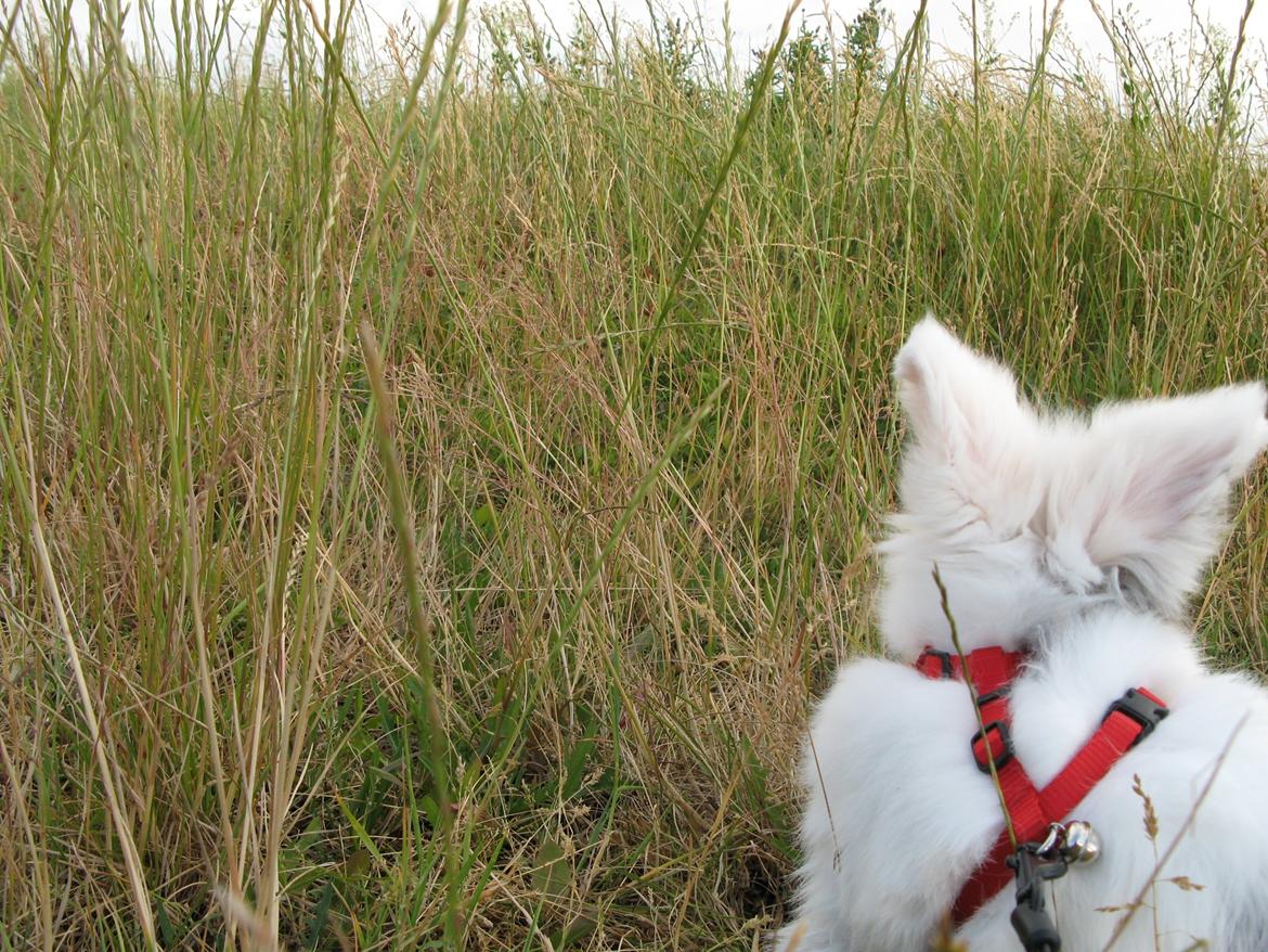 Kanin Hannibal billede 14