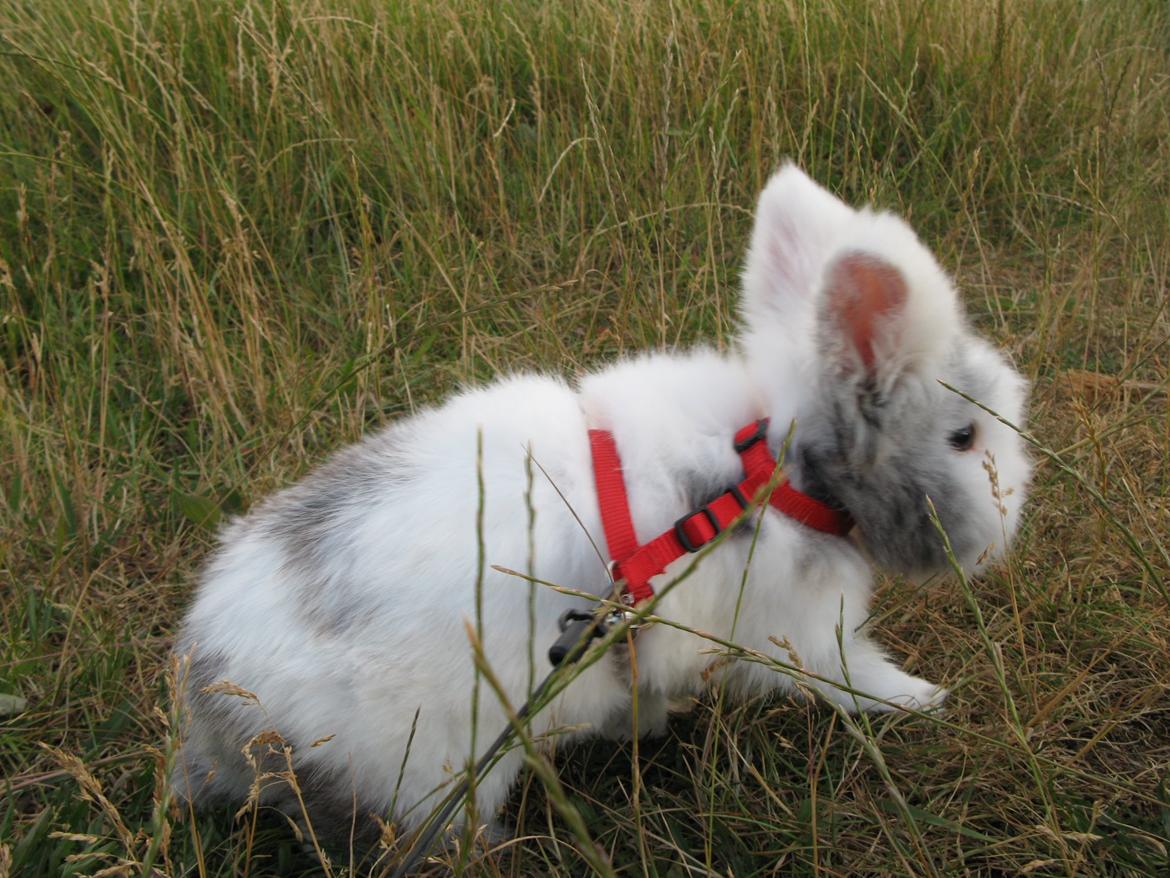 Kanin Hannibal billede 15