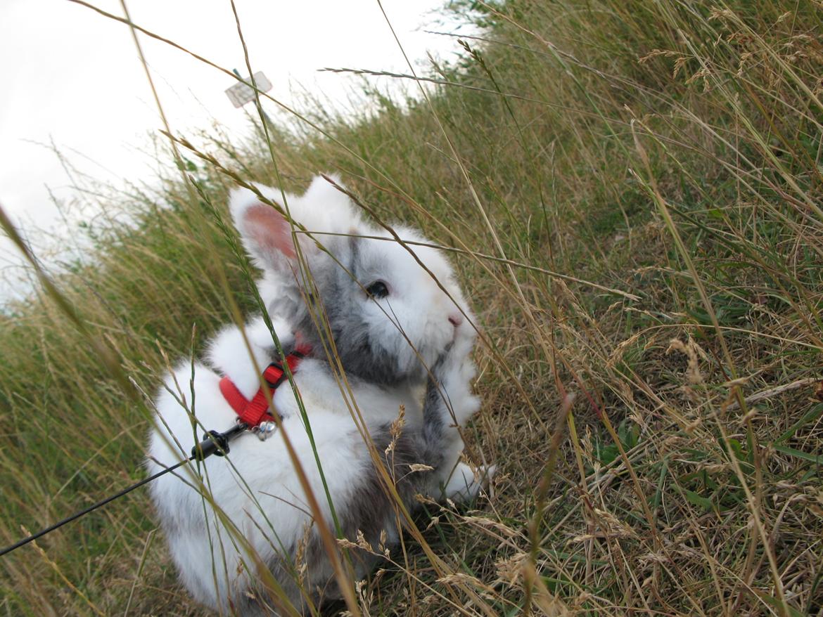 Kanin Hannibal billede 18