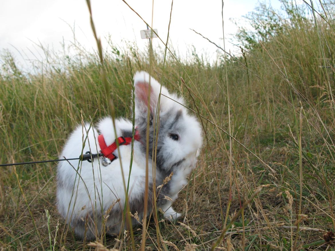 Kanin Hannibal billede 19