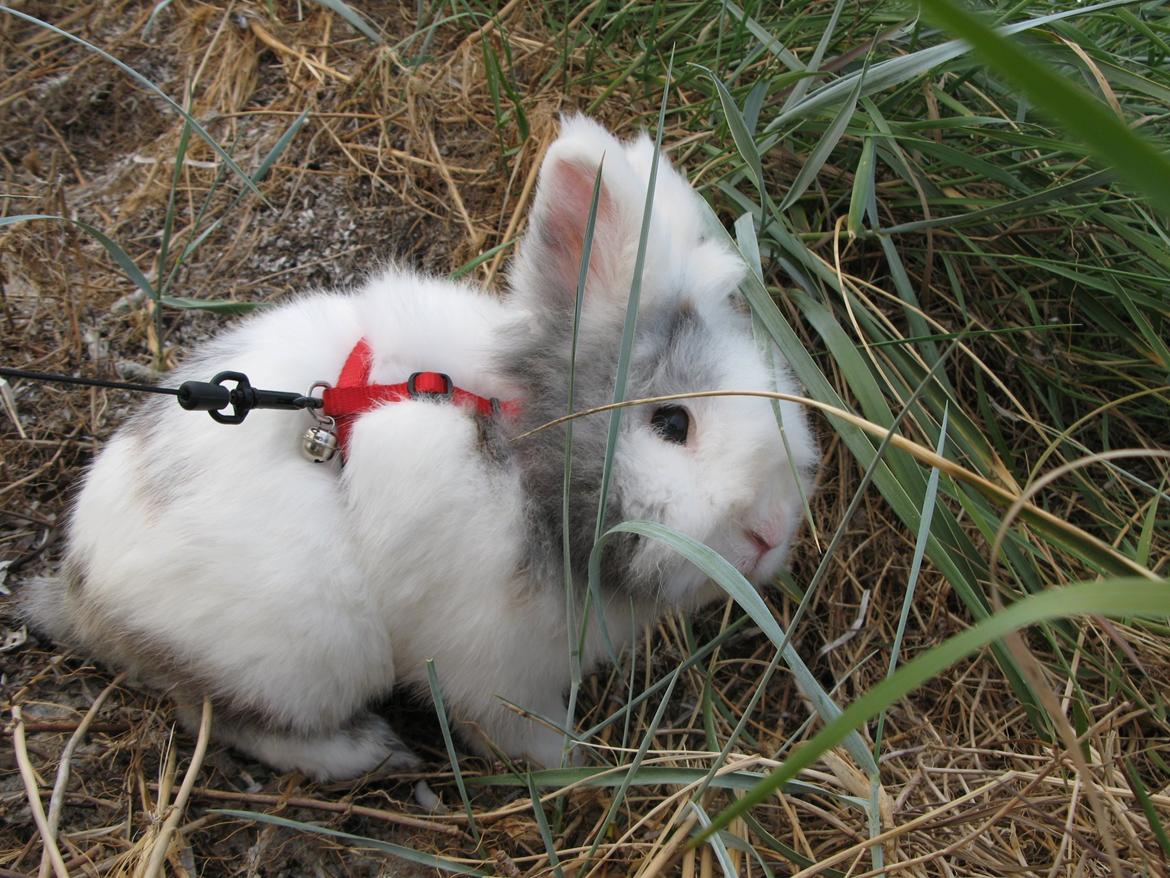 Kanin Hannibal billede 6