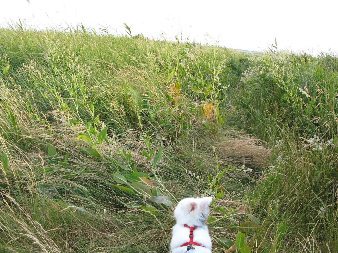Kanin Hannibal - på vej ned til stranden... billede 22