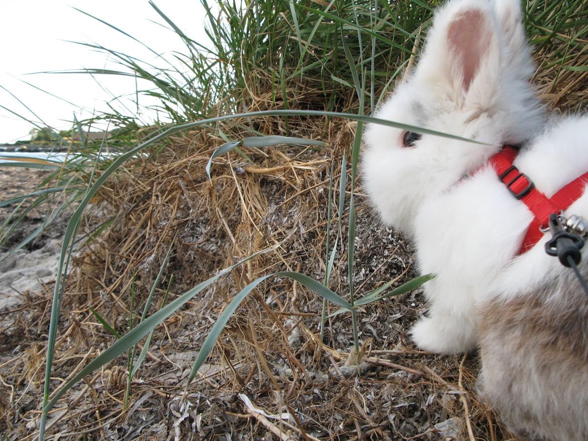 Kanin Hannibal billede 23