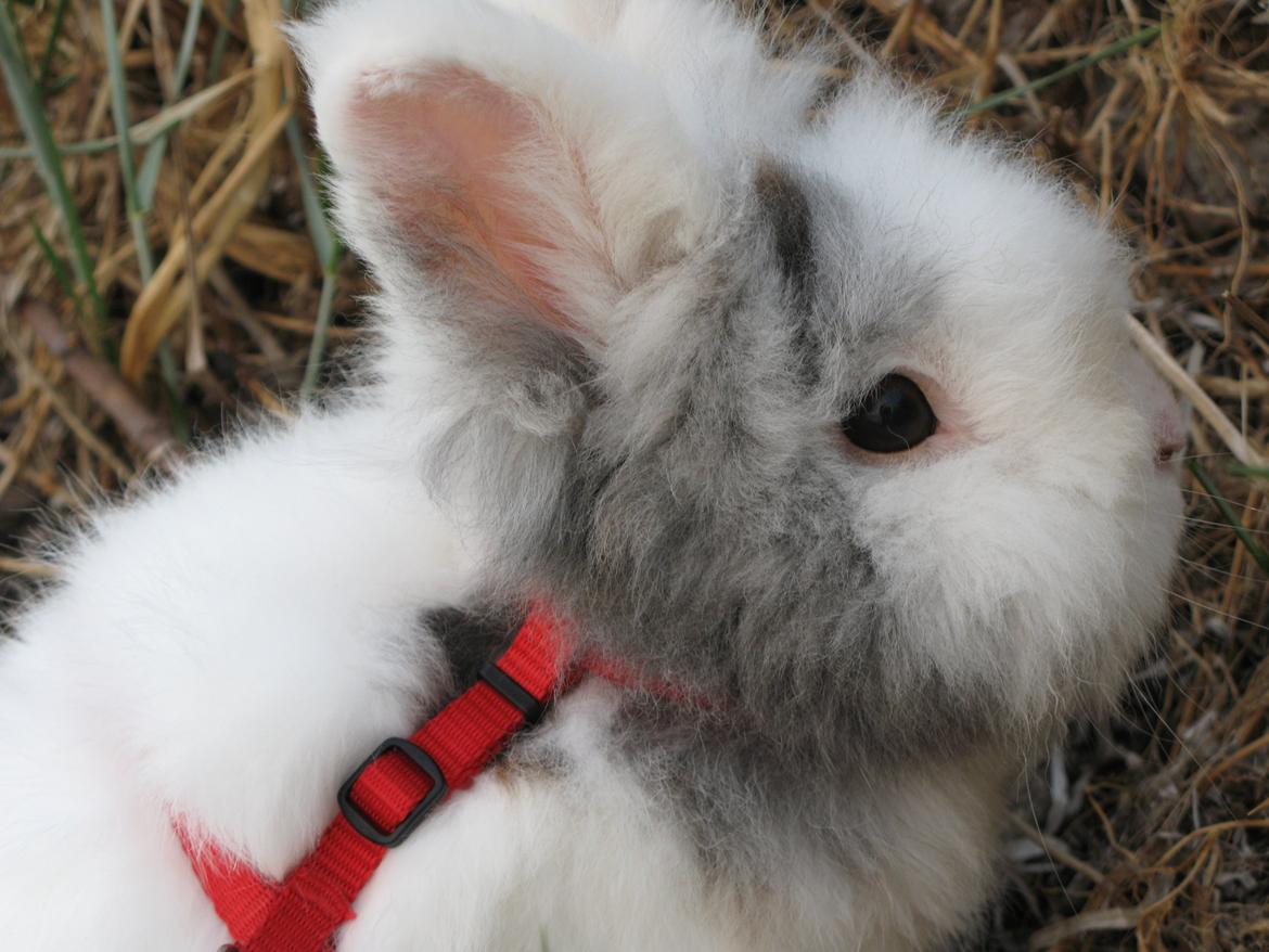 Kanin Hannibal billede 1