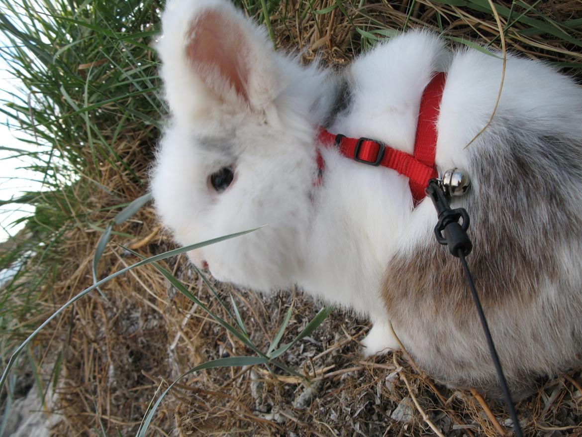 Kanin Hannibal billede 3