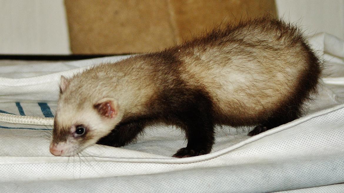 Ilder Lyon Ferretry's Lionell Messi billede 4