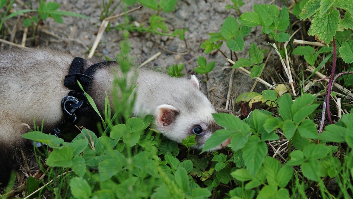 Ilder Lyon Ferretry's Lionell Messi billede 6