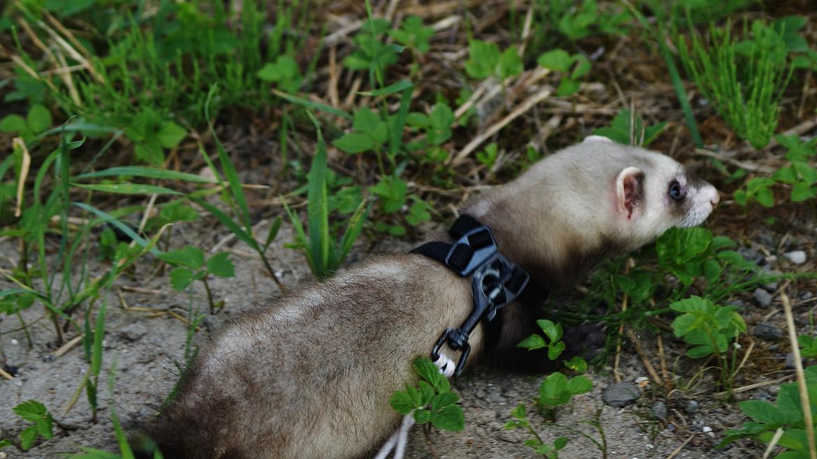 Ilder Lyon Ferretry's Lionell Messi billede 7