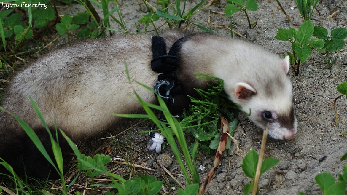 Ilder Lyon Ferretry's Lionell Messi billede 8