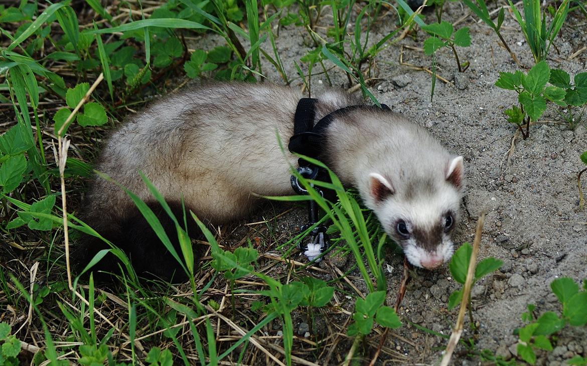 Ilder Lyon Ferretry's Lionell Messi billede 9