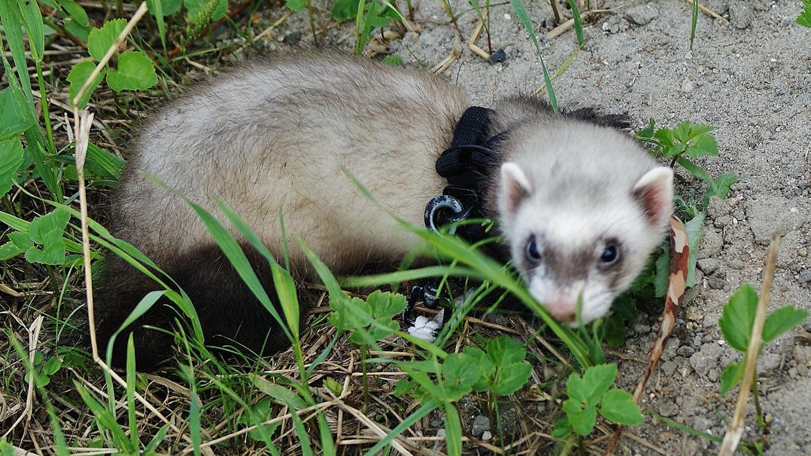 Ilder Lyon Ferretry's Lionell Messi billede 10