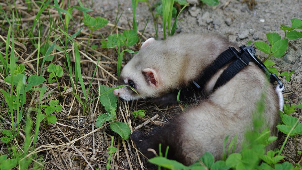 Ilder Lyon Ferretry's Lionell Messi billede 5