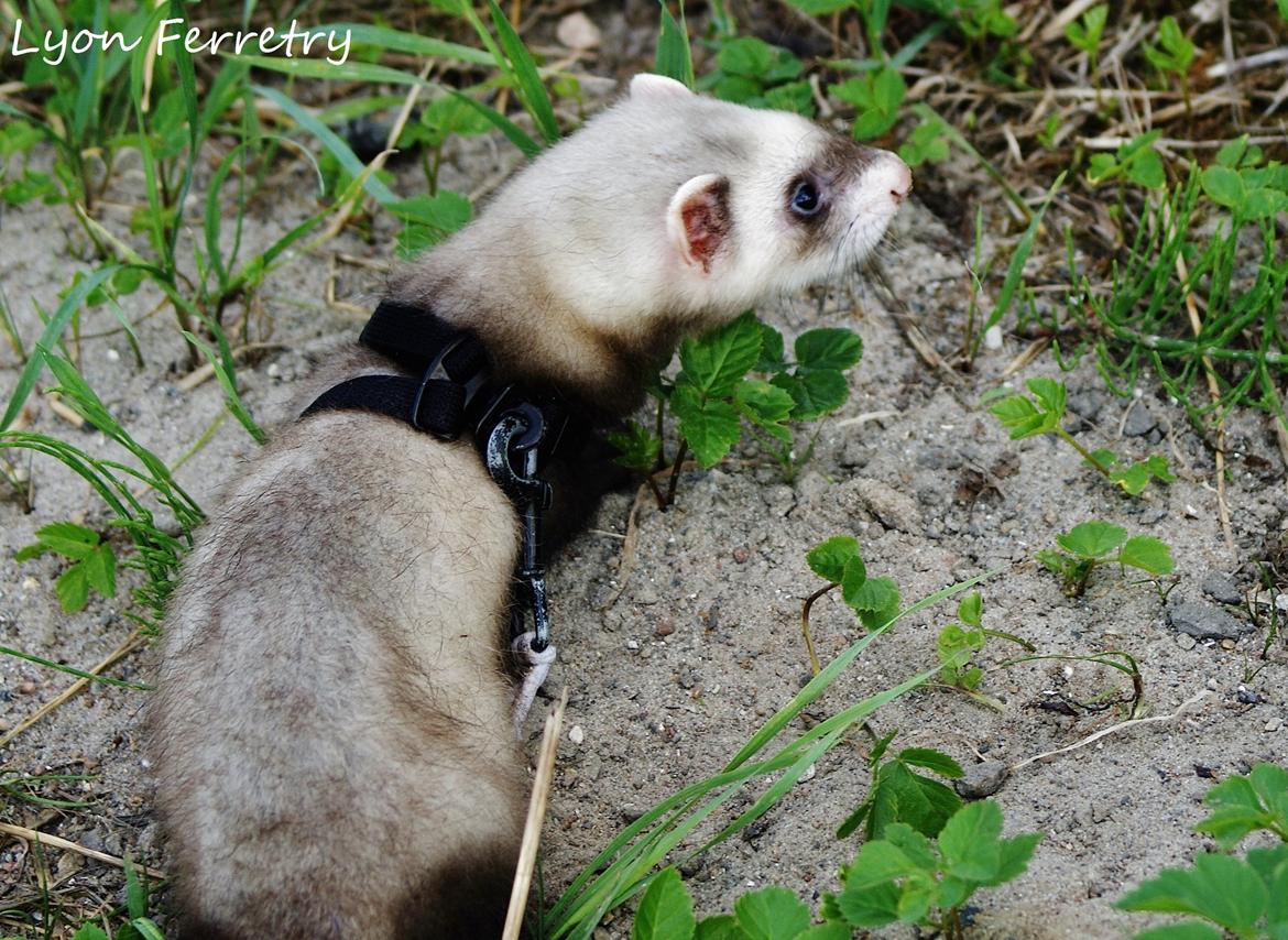 Ilder Lyon Ferretry's Lionell Messi billede 12