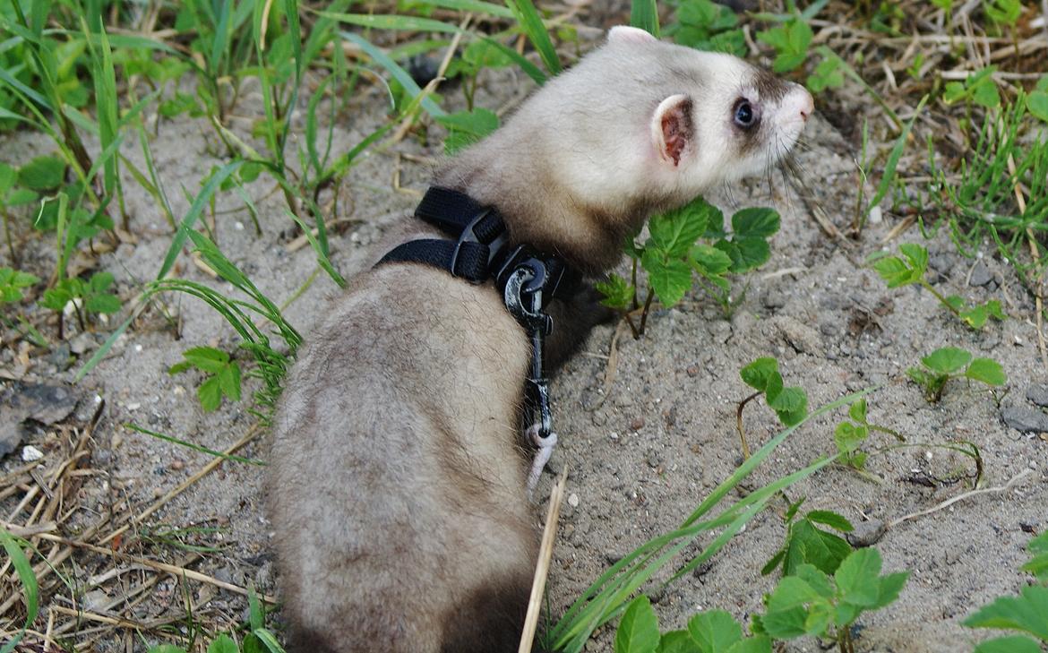 Ilder Lyon Ferretry's Lionell Messi billede 11