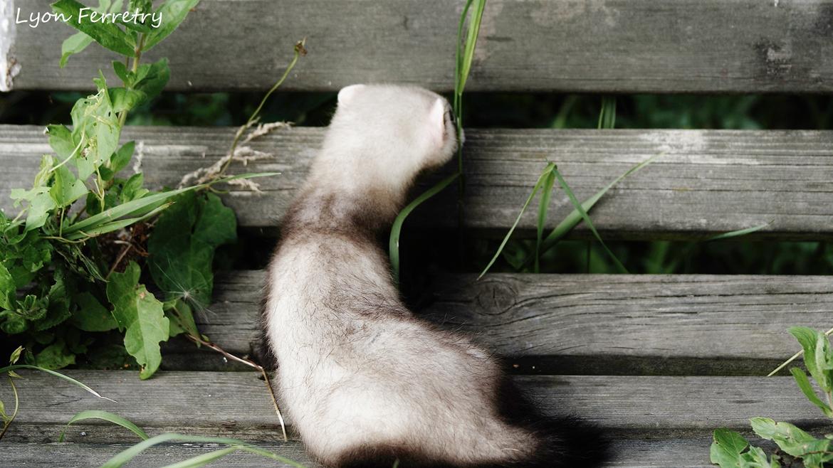 Ilder Lyon Ferretry's Lionell Messi billede 14