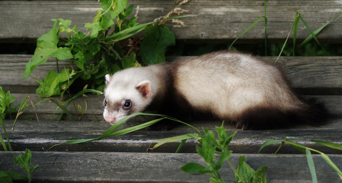 Ilder Lyon Ferretry's Lionell Messi billede 15