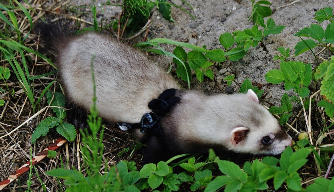 Ilder Lyon Ferretry's Lionell Messi billede 13