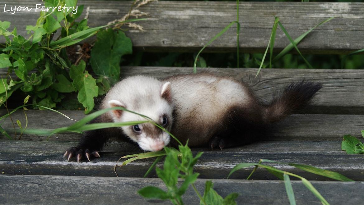 Ilder Lyon Ferretry's Lionell Messi billede 16