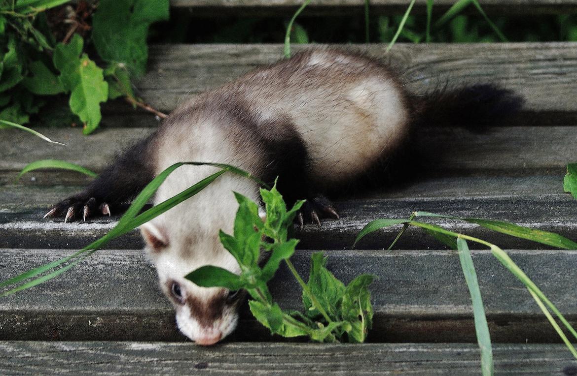 Ilder Lyon Ferretry's Lionell Messi billede 17