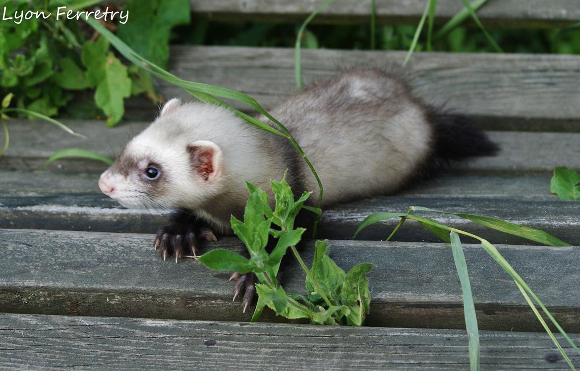 Ilder Lyon Ferretry's Lionell Messi billede 2