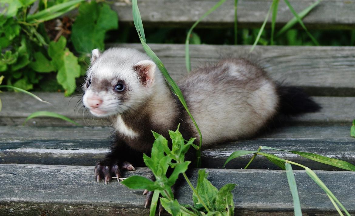 Ilder Lyon Ferretry's Lionell Messi billede 1