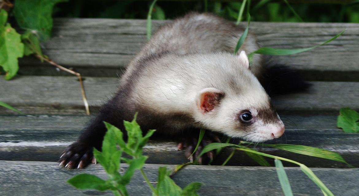 Ilder Lyon Ferretry's Lionell Messi billede 18