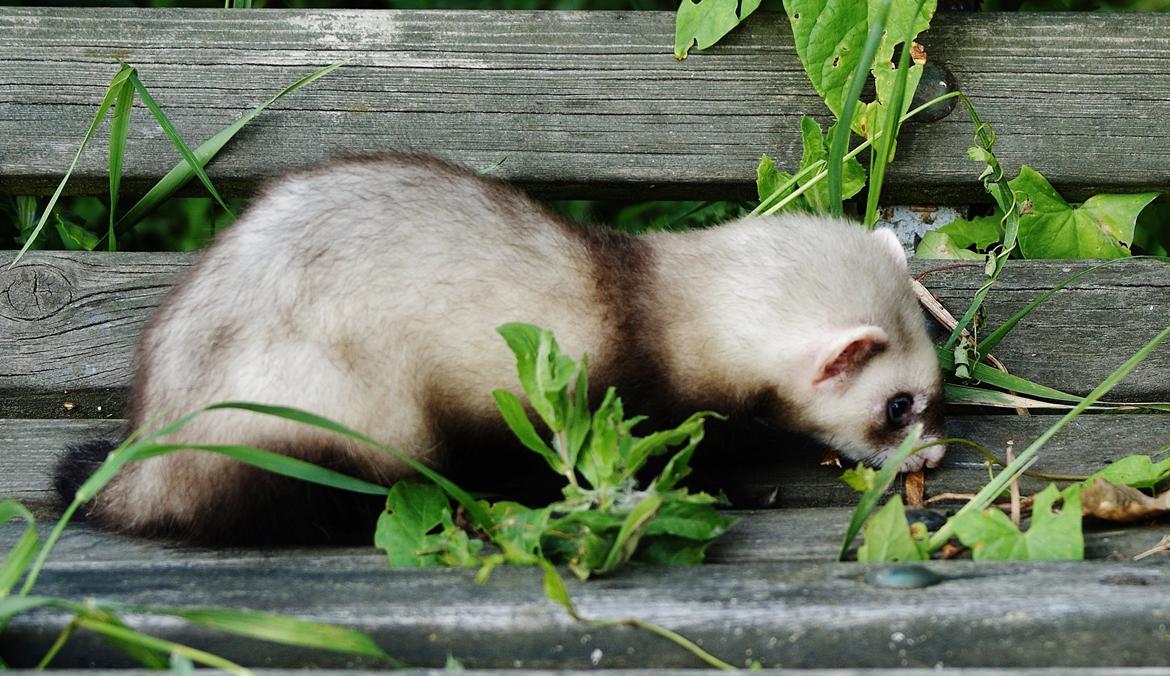 Ilder Lyon Ferretry's Lionell Messi billede 19