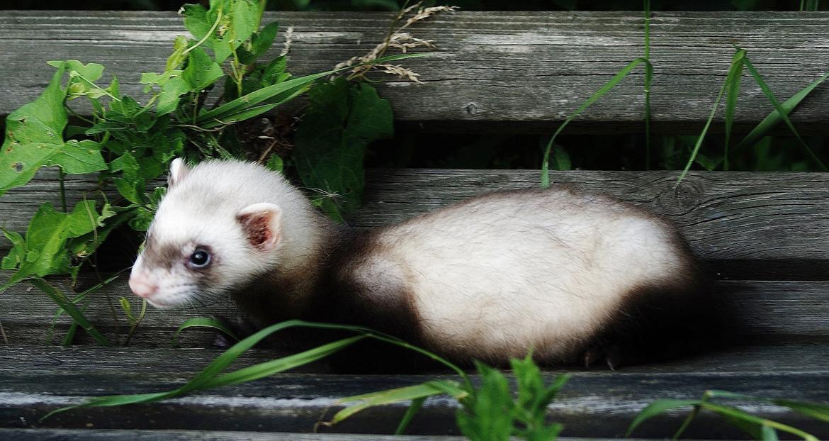 Ilder Lyon Ferretry's Lionell Messi billede 3