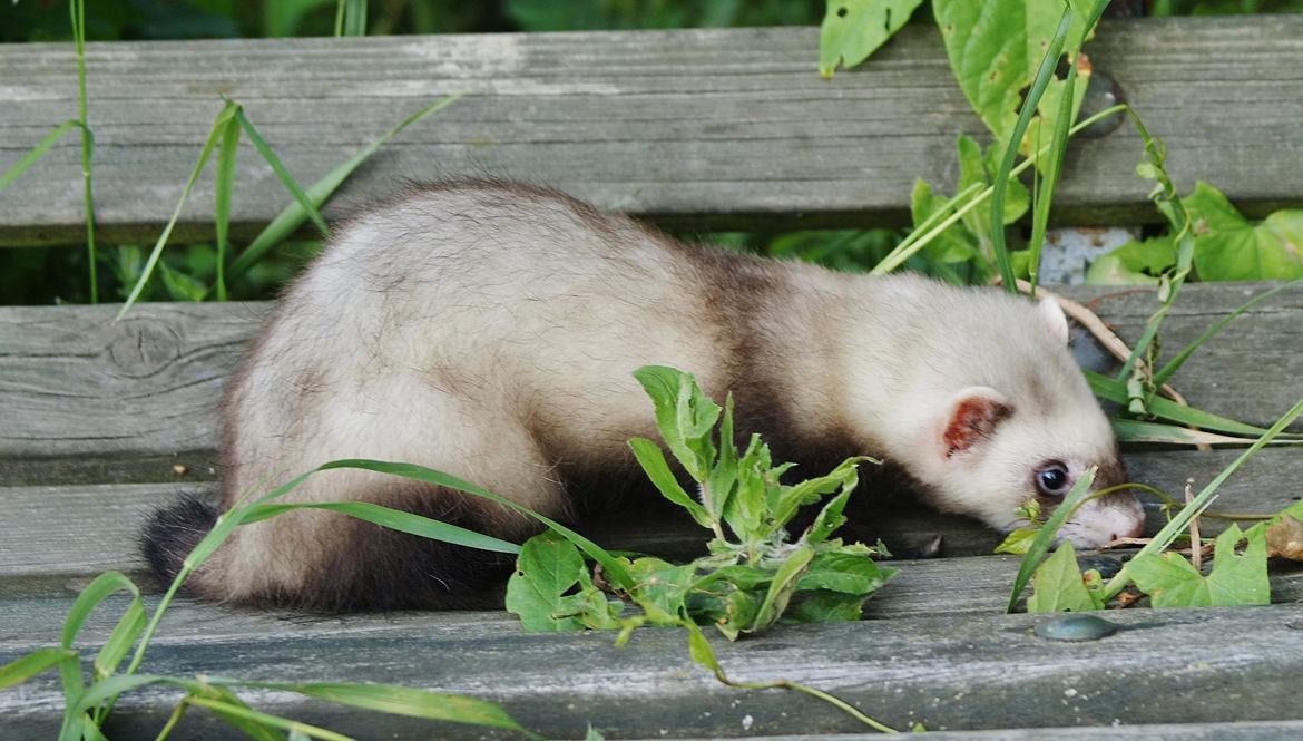 Ilder Lyon Ferretry's Lionell Messi billede 20