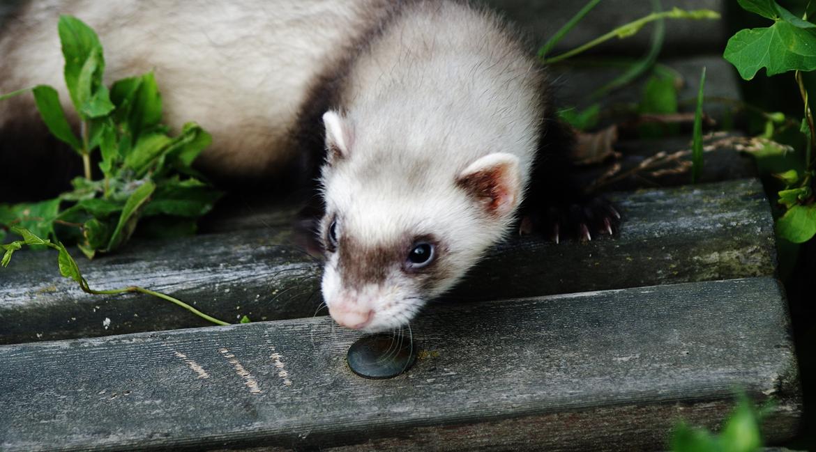 Ilder Lyon Ferretry's Lionell Messi billede 22