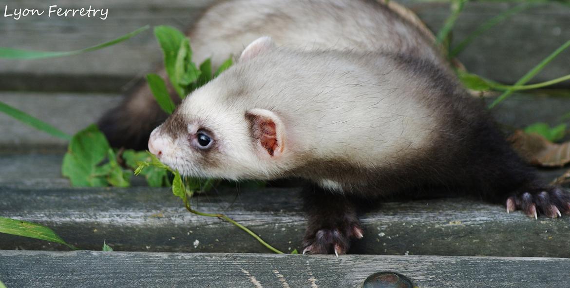 Ilder Lyon Ferretry's Lionell Messi billede 23