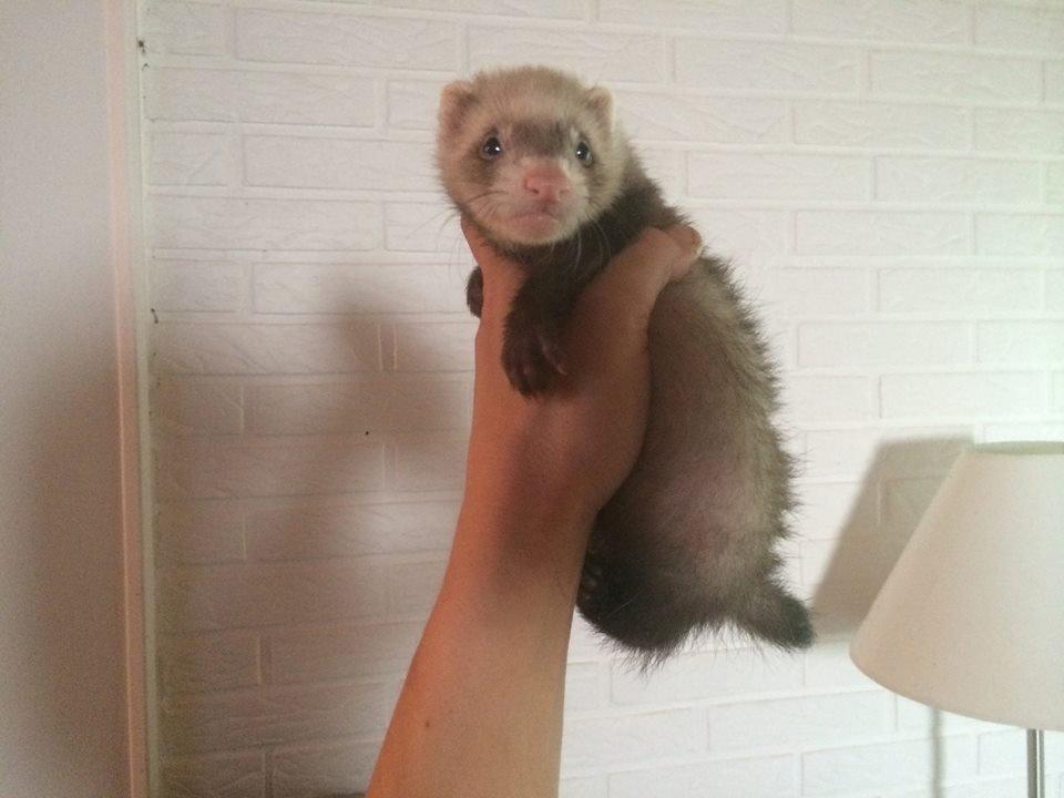 Ilder Lyon Ferretry's Lionell Messi billede 24