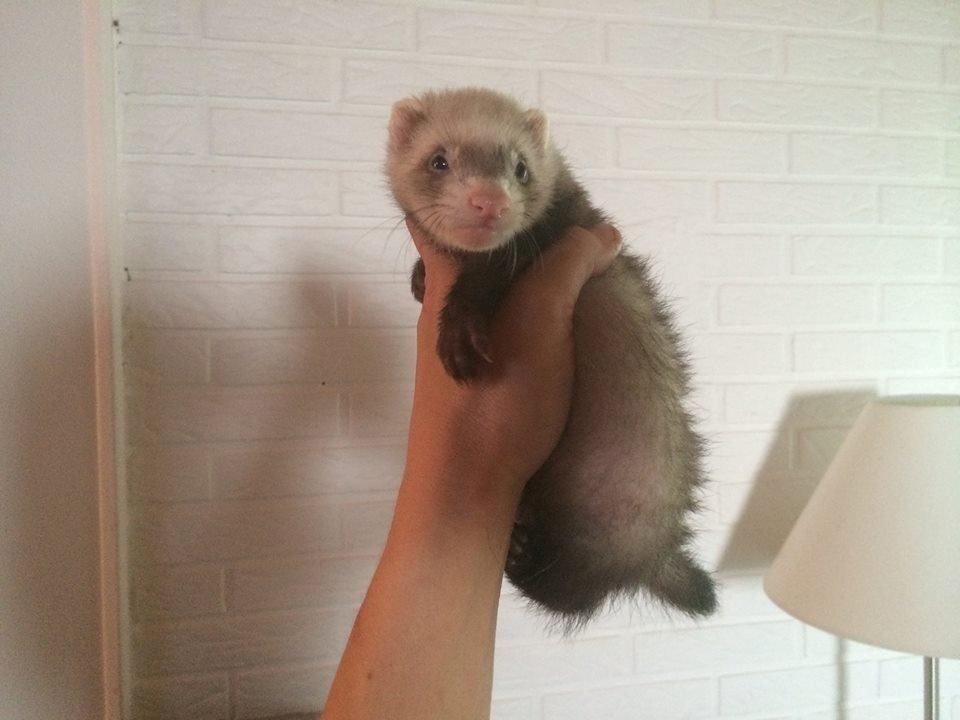 Ilder Lyon Ferretry's Lionell Messi billede 25