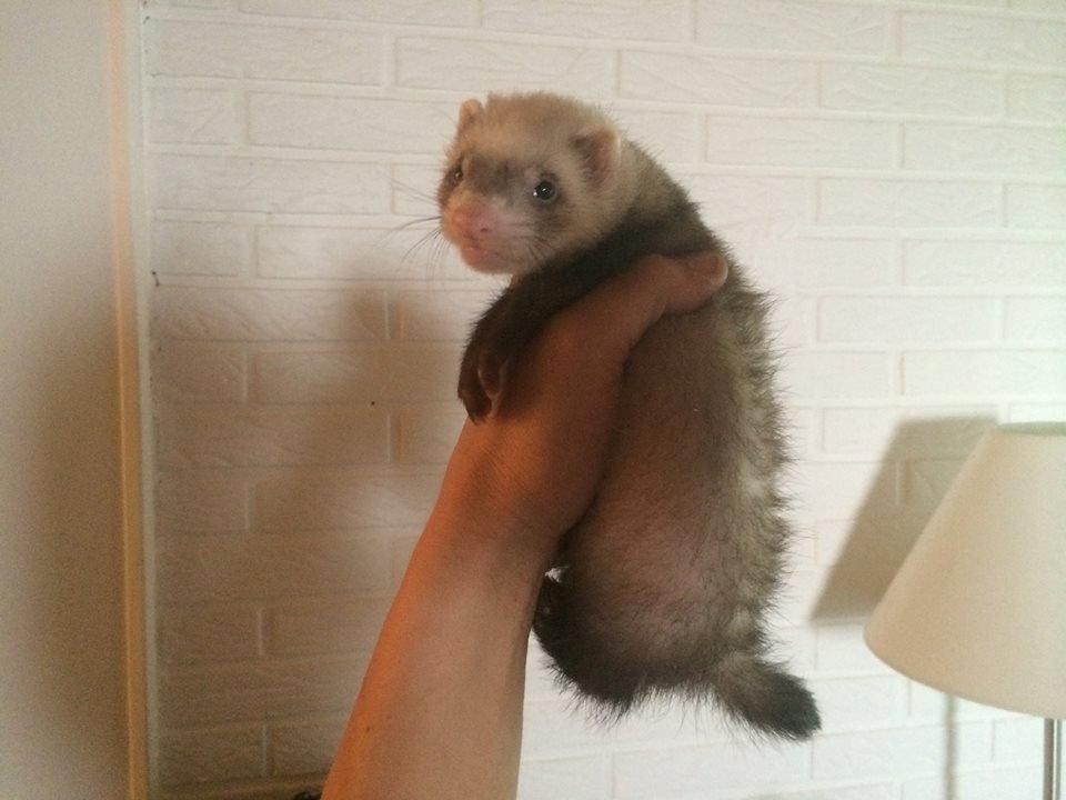 Ilder Lyon Ferretry's Lionell Messi billede 26