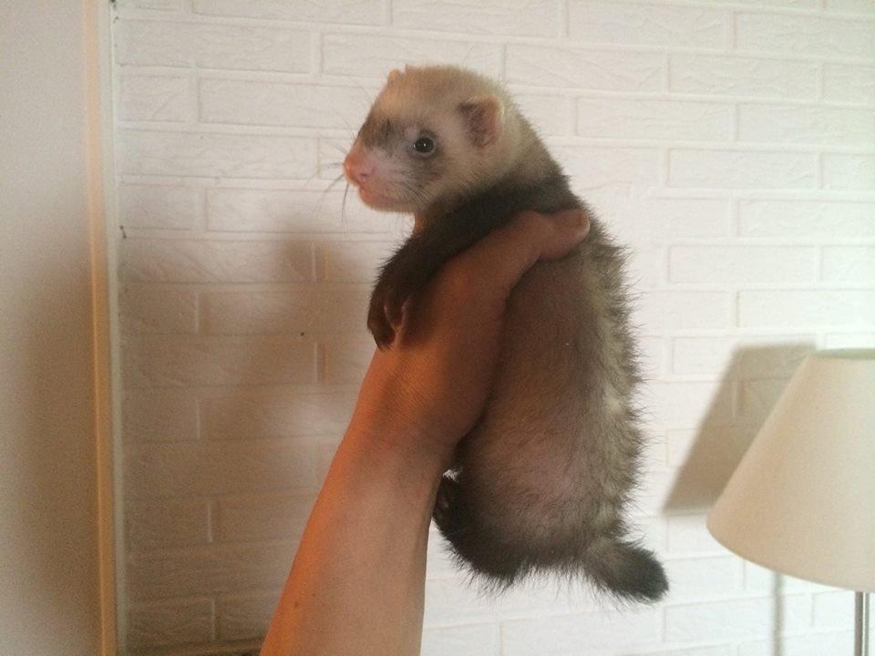 Ilder Lyon Ferretry's Lionell Messi billede 27