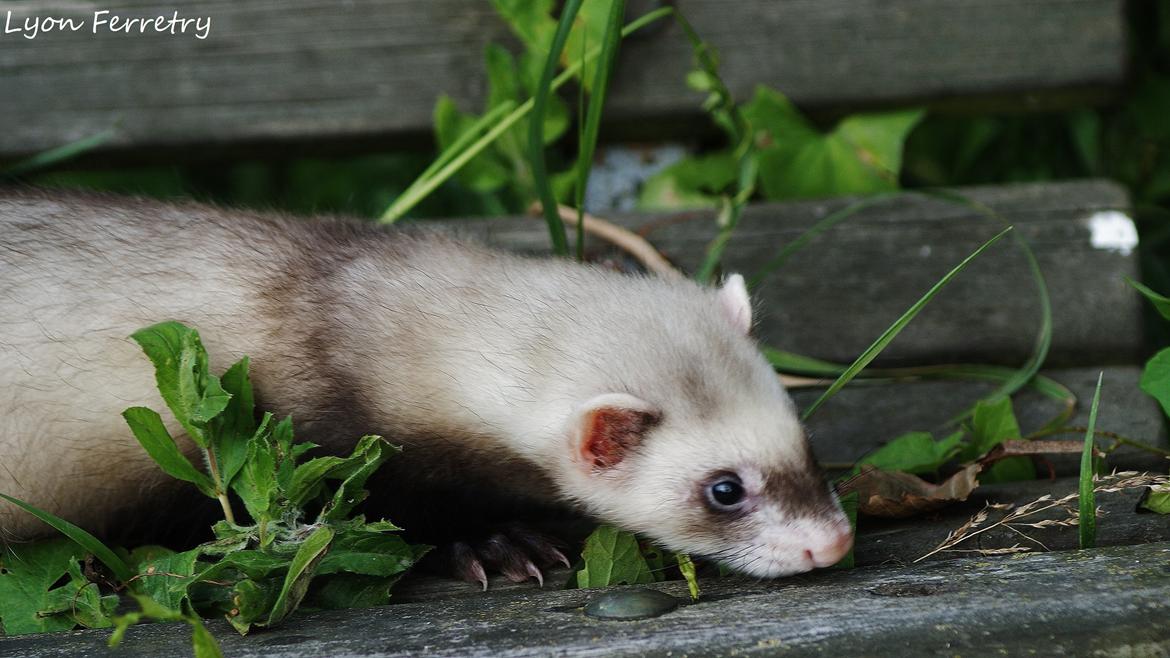 Ilder Lyon Ferretry's Lionell Messi billede 21