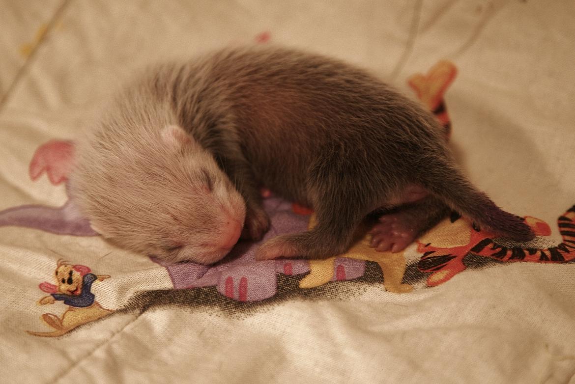 Ilder | Lyon Ferretry's Maserati Chassis billede 3