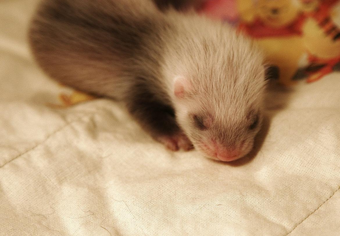 Ilder | Lyon Ferretry's Maserati Chassis billede 5