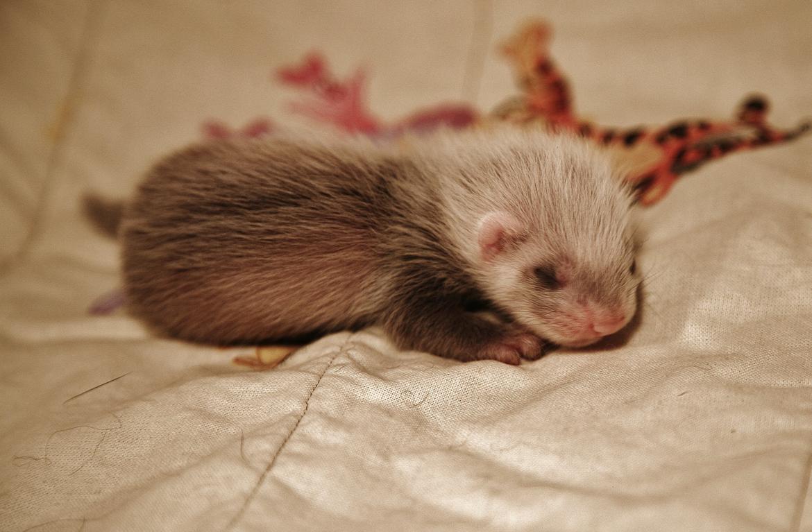 Ilder | Lyon Ferretry's Maserati Chassis billede 6